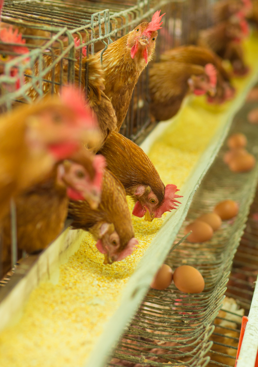 Captura de tela 2026-02-15 133037.png